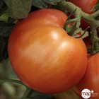 Plant de tomate 'Fantasio' F1 bio : pot de 0,5 litre